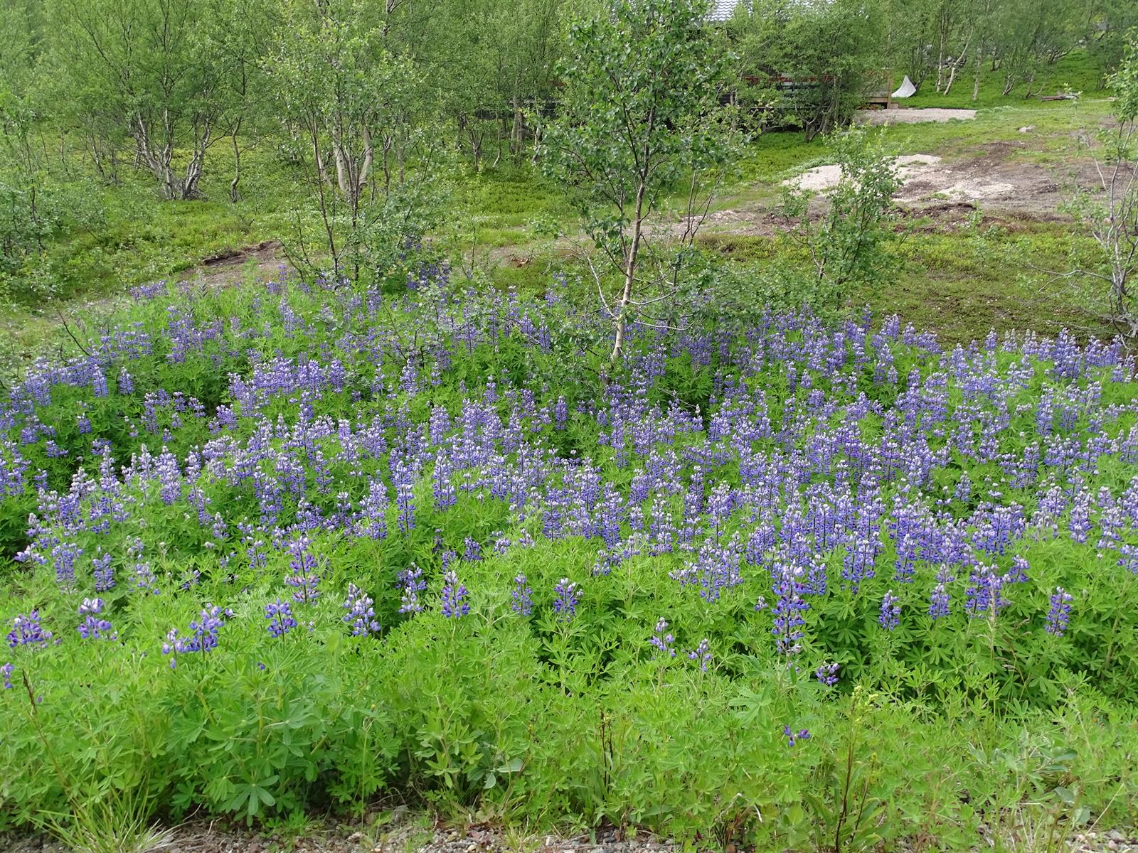 Sandlupin ved Syltefjorddalen. Foto: Andy Sortland SandlupinSyltefjorddalen AndySortland 2020.jpg