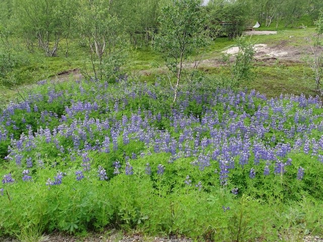 Sandlupiner i Syltefjorddalen, Båtsfjord, Finnmark