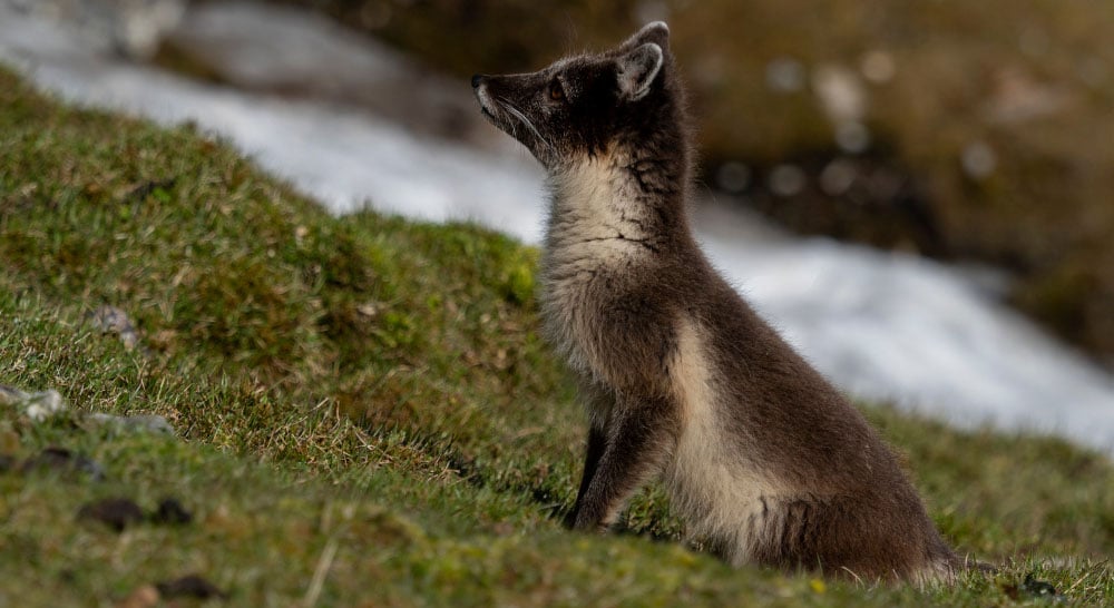 Fjellreven er en prioritert art som krever spesiell beskyttelse. Det er brukt mye ressurser for å ivareta arten. Fjellreven og dens hiområdene skal derfor sikres mot forstyrrelse. Derfor kan motorisert ferdsel forstyrre fjellrev. 