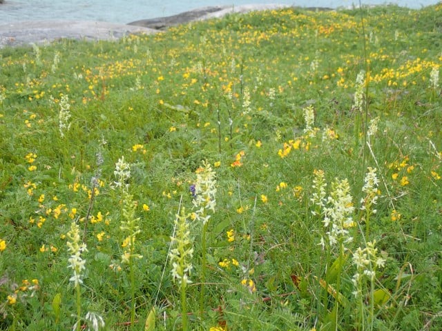 Strandeng med nattfiol og tiriltunge. Foto: C. Amundsen Strandeng med nattfiol.jpg