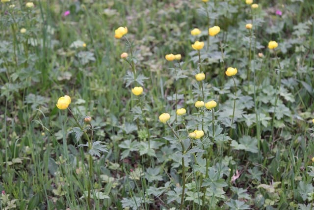 Ballblomutformet slåttemark Smalfjordsletta - Tana. Smalfjordsletta ballblomeng CAM130622.JPG