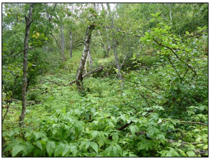 Høystaudebjørkeskog med hegg Høystaudebjørkeskog med hegg. Foto Rådgivende biologer.png