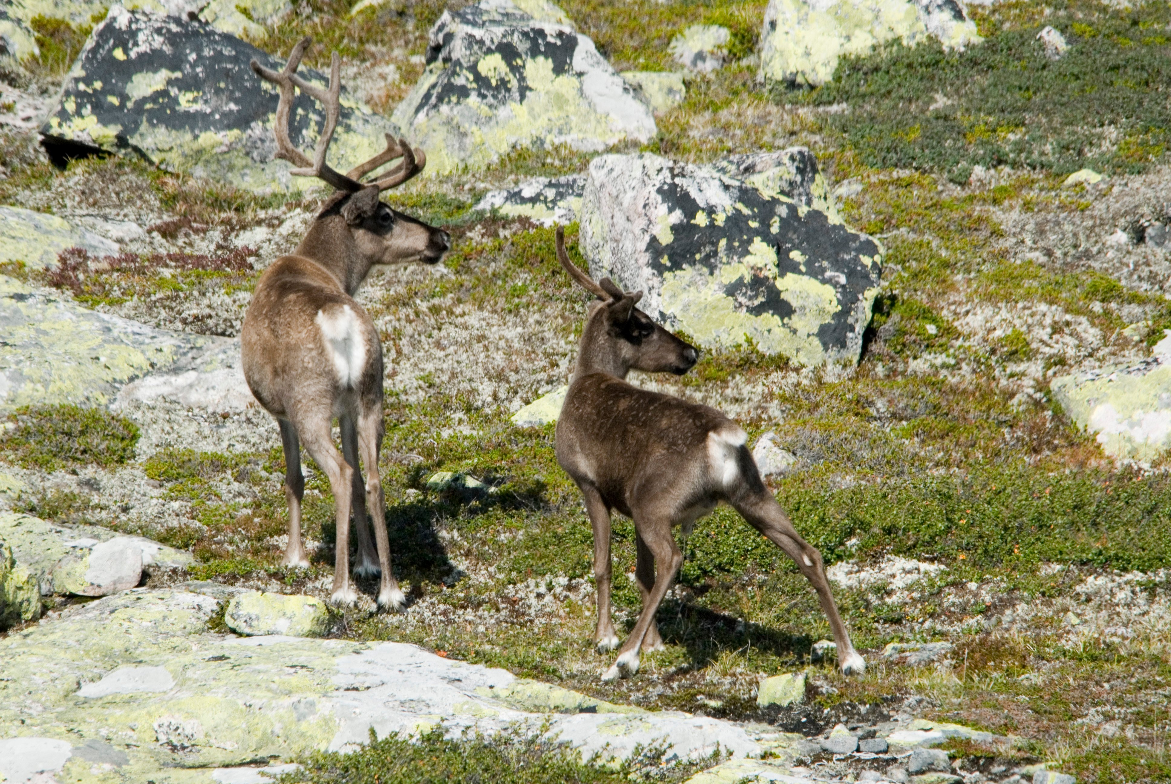 Villrein.  Foto:  G. Geirsta