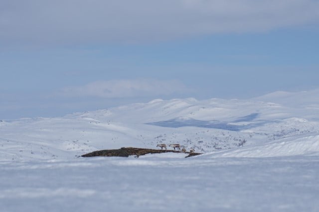 Vinter og villrein på vidda. Foto:  Kristian Kvaalen Herregården