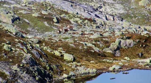 Sommer og villrein på vidda. Foto:  Kristian Kvaalen Herregården