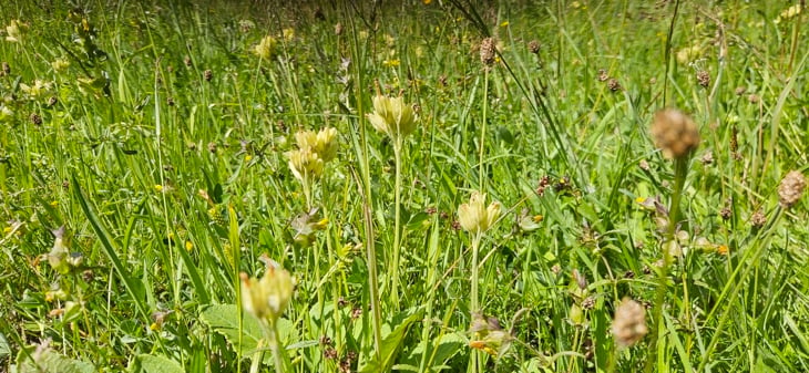 Marianøkleblom (rødlistet som sårbar, VU) i en artsrik slåtteeng med blant annet småengkall, her fra naturreservatet på sørvestsiden av Bastøy. Foto: Statsforvalteren i Vestfold og Telemark ved Hanne Thoen