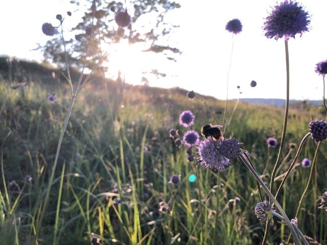 Foto: Statsforvaltaren i Vestfold og Telemark