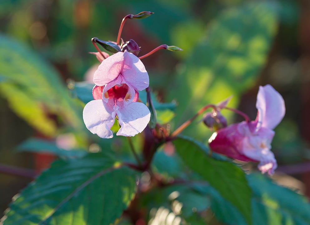 Kjempespringfrø ved Melsom plante- og dyrefredningsområde. Foto: Statsforvaltaren i Vestfold og Telemark