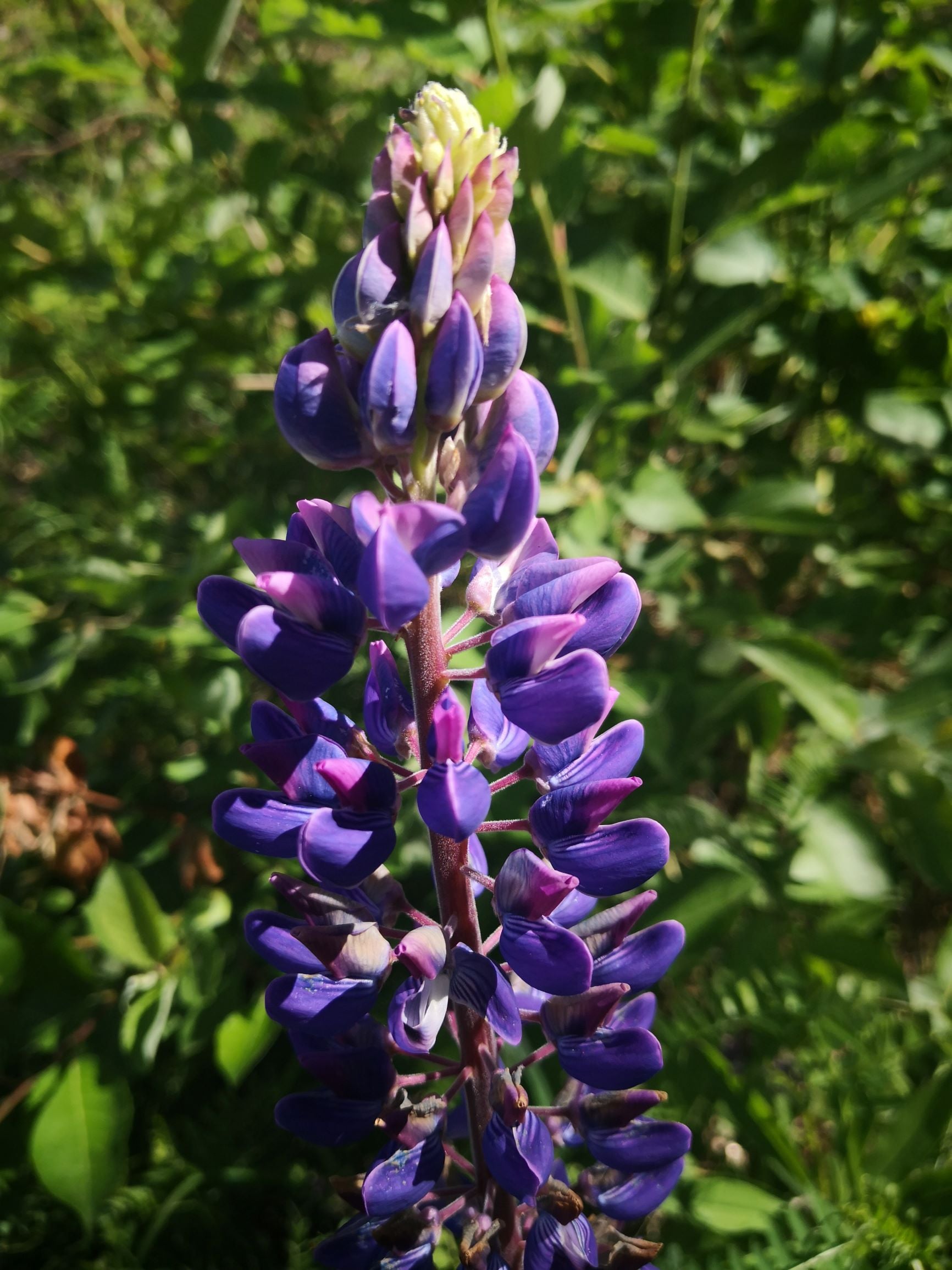 Lupiner (Lupinus polyphyllus) ble introdusert til Europa i 1826 som en prydplante. Senere har den blitt sådd for å stabilisere jord langs veier og jernbaner, hvor trafikk har bidratt til videre spredning. Den har også gradvis spredt seg fra mange hager. I tillegg til å okkupere kantsoner og ruderatmark, har den etablert seg på mange elvebredder.