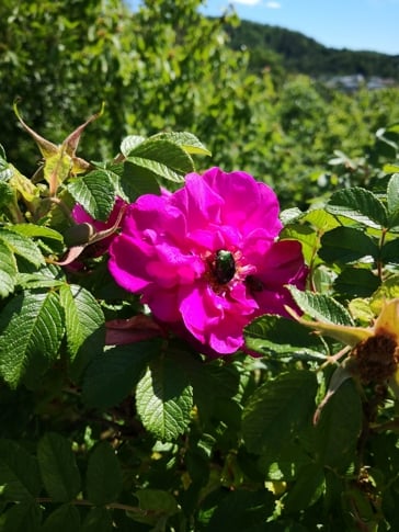 Rynkerose (Rosa rugosa). Foto: Statsforvaltaren i Vestfold og Telemark 