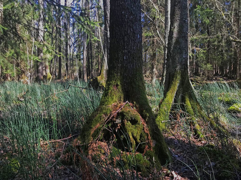 Skavgrass på kartlagt område i Slagen, Tønsberg