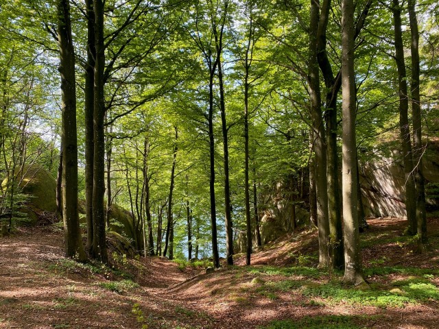 Gammel bøkeskog langs Mefjorden i Sandefjord kommune. Foto: Statsforvalteren i Vestfold og Telemark