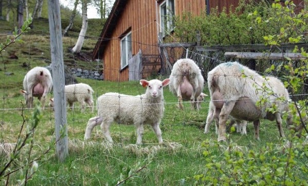Foto: Statsforvaltaren i Vestfold og Telemark