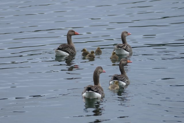 Grågåsfamile med tanter. Foto: Odd Frydenlund Steen