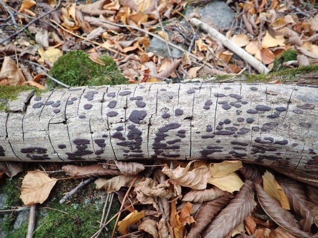 Kringsås: Almekullsopp Hypoxylon vogesiacum (NT) Foto: J.G. Brynjulvsrud
