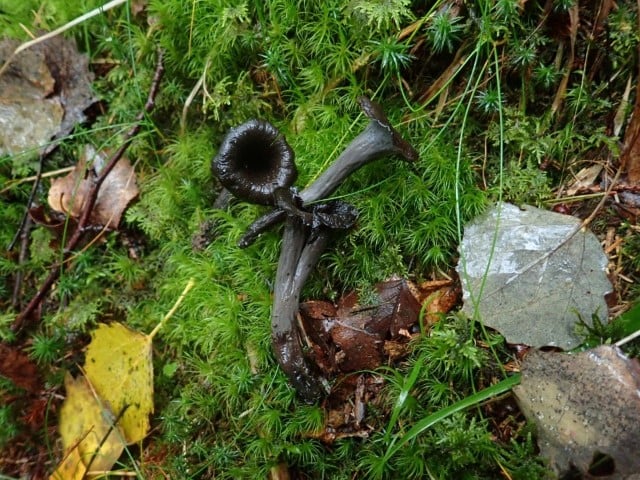 Barlindknuten: Svart trompetsopp i ung skog med stor treslagsspredning, i nordvendt skrent mot Merrfudalen. 