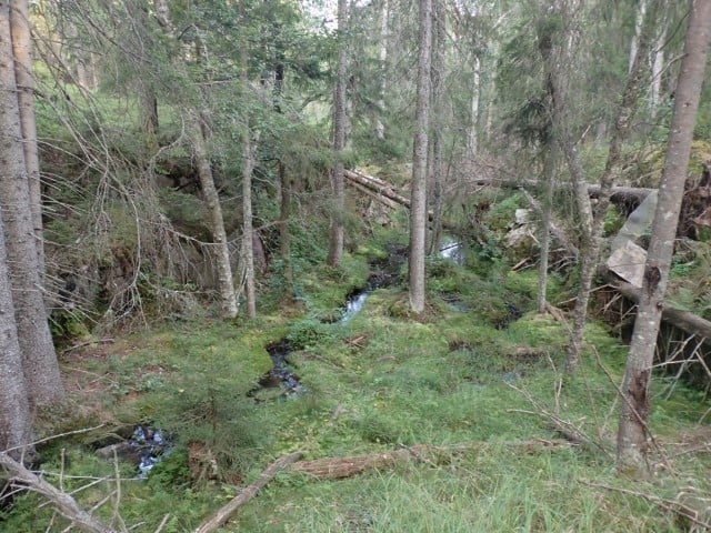 Værstadfjellet: Bekkedal med blandingsskog med gran, bjørk og svartor og død ved. Foto: Rune Solvang