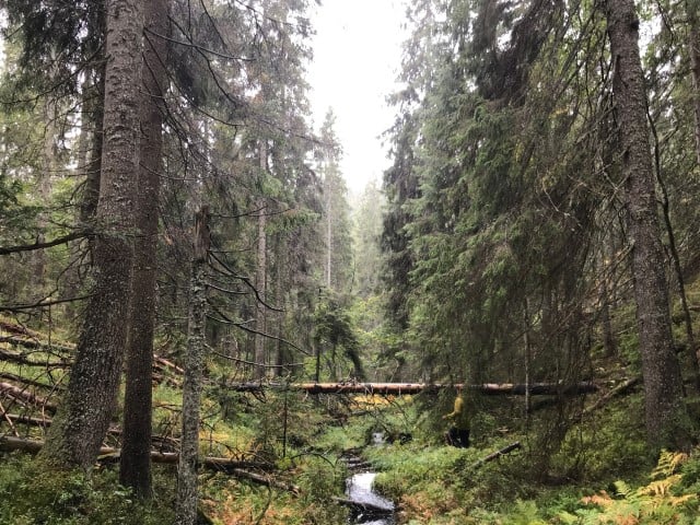 Gamal granskog i Trestikledalen. Foto: Fylkesmannen i Vestfold og Telemark