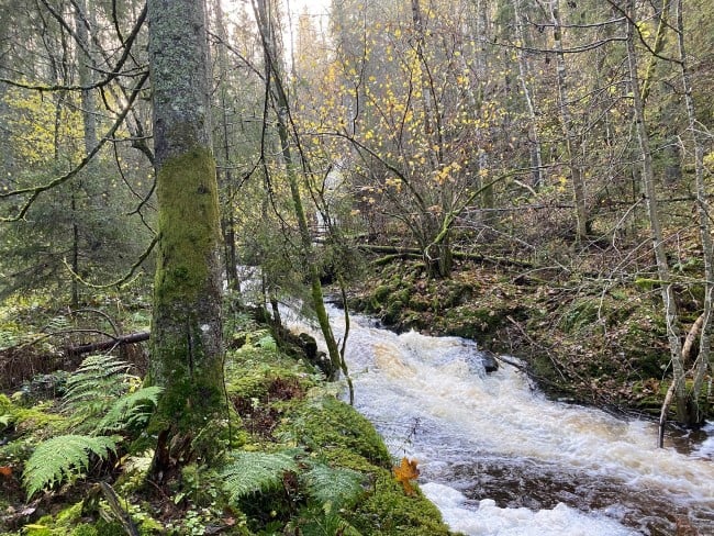 Bjerke - rik blandingsskog. Foto: Statsforvalteren i Vestfold og Telemark
