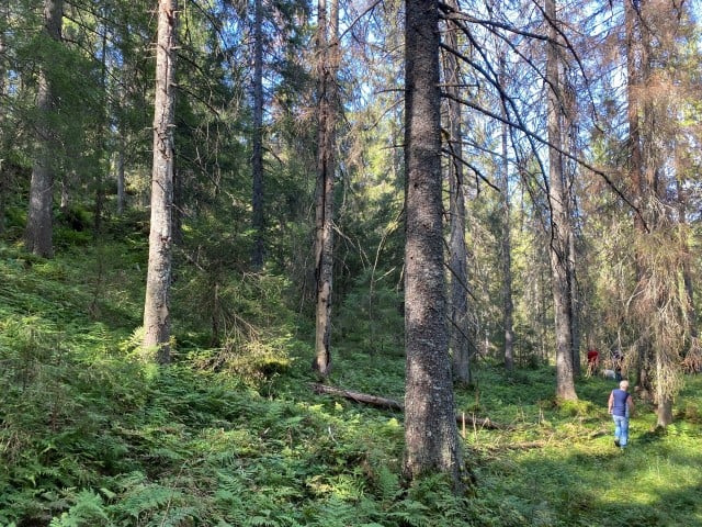 Gammel og grov granskog i Slettebergskarvene. Foto: Statsforvalteren i Vestfold og Telemark