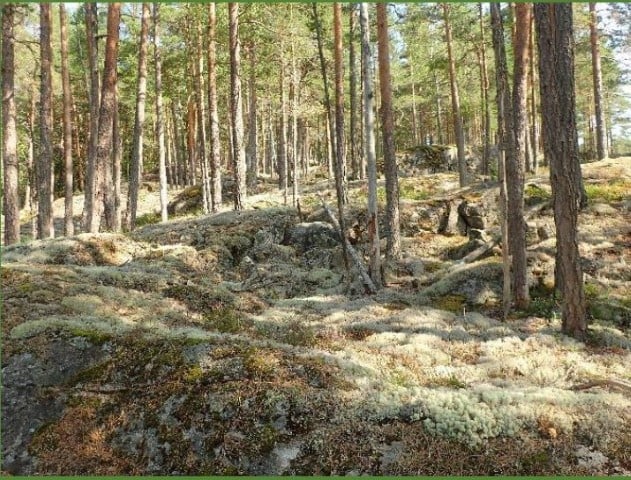 Bjønnestille naturreservat i Notodden.  Brannpåvirka tett furuskog med noko død ved. Foto: Sigve Reiso