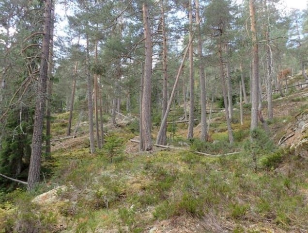 Dalåsen: Gamal furuskog med daud ved. 