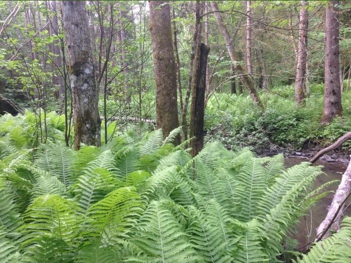 Frodig vegetasjon langs Verpelva. Foto: Statsforvalteren i Vestfold og Telemark