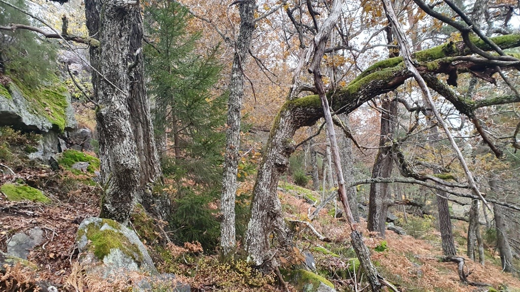 Meheia: Gammel eikeskog. Foto Terje Blindheim