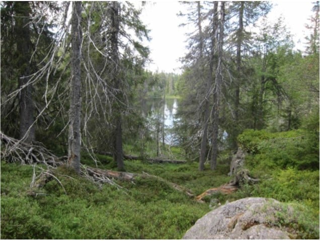 Fjellstulfjellet: Gammel, glissen urskogsnær fjellskog. Foto: Sigve Reiso