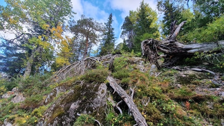 Modalen: Gammel tørkeutsatt og litt rik skog med gran, furu og osp. Foto: Terje Blindheim