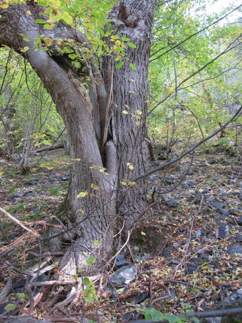 Gjuvet naturreservat: Grov innhul lind. Foto: Sigve Reiso