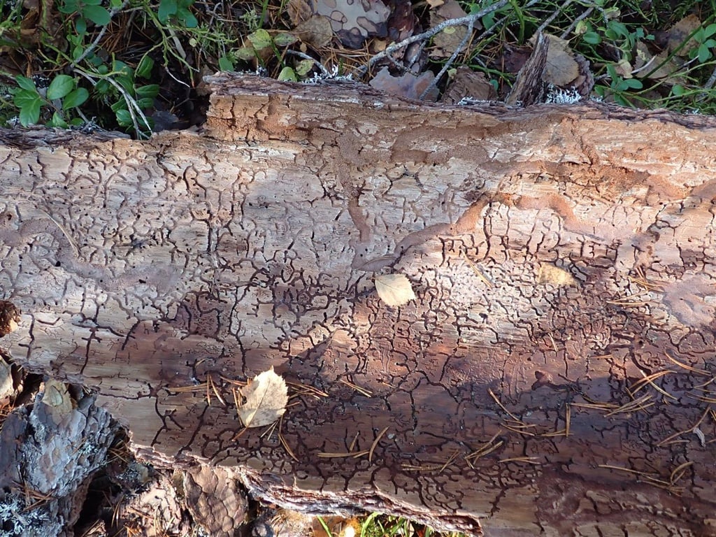 Storemyråsen: Gnagespor fra billa Orthotomicus longicollis (RE) nordøst i området. Foto: Rein Midteng