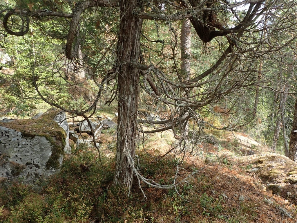 Skitnebufjellet og Kopslandåsen: Grov søyleeiner. Foto:  Sigve Reiso