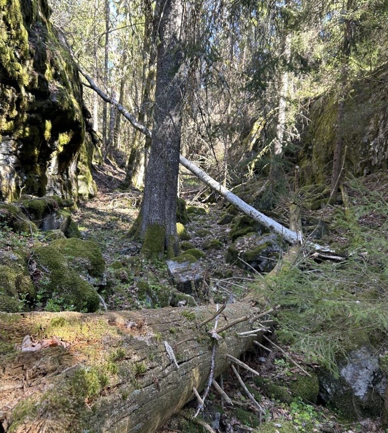 Holbekkheia og Ravnliane: Gammel skog. Foto: Statsforvalteren i Vestfold og Telemark