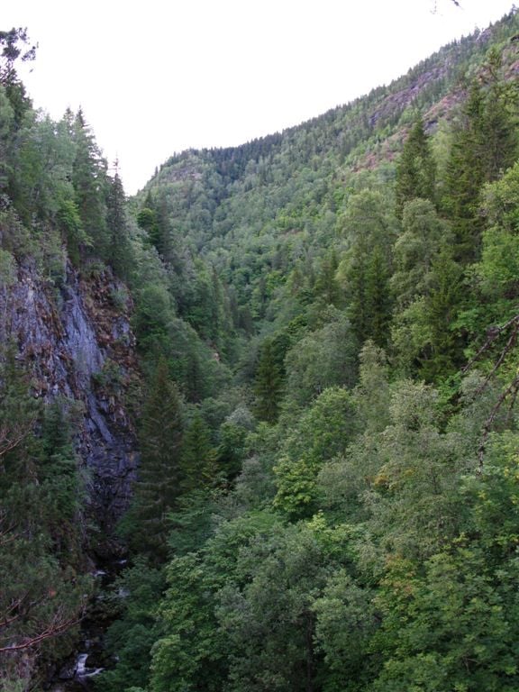 Hønsegjuvet: Bekkekløfta er svært trang og dypt nedskjært. Stort sett dominerer løvskog også helt ned i juvet. Foto: Tom Hellik Hofton 