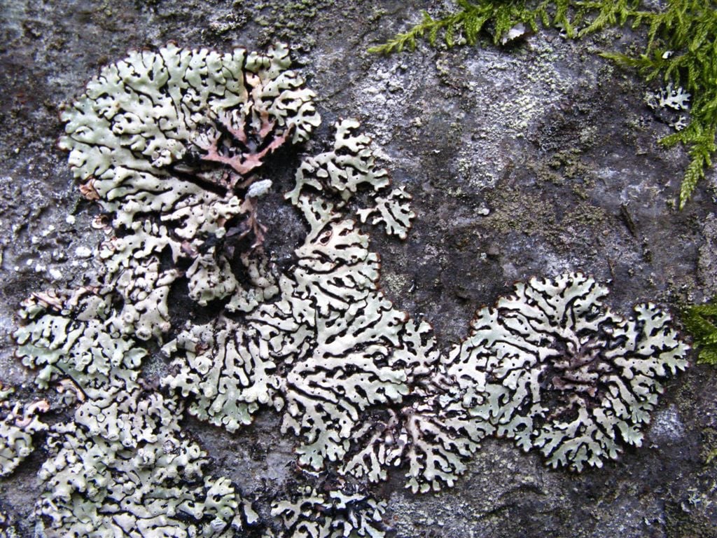 Hønsegjuvet: Hodeskoddelav Menegazzia terebrata på berg.  Foto: Tom Hellik Hofton