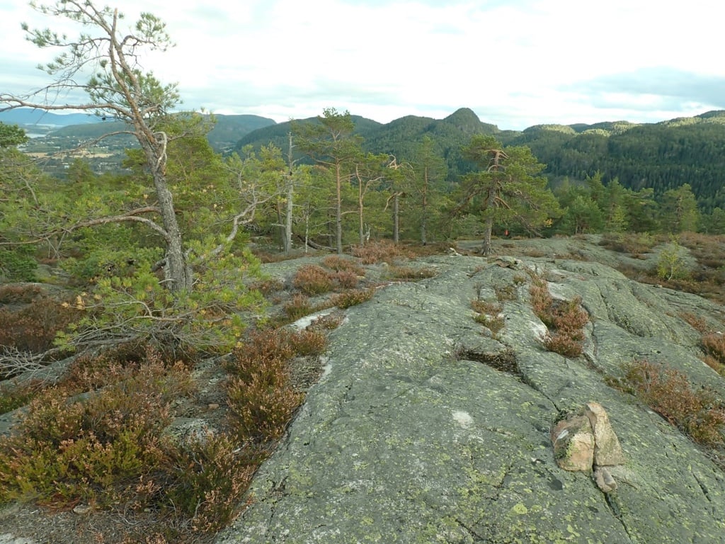 Husefjell:  Fattig eldre impedimentsskog på toppområdet.  Foto:  Rune Solvang