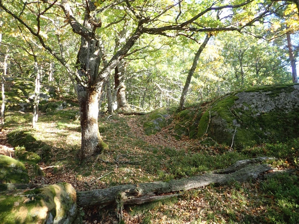Grønlifjellet: Låg i eikeskog. Foto J.G. Brynjulvsrud