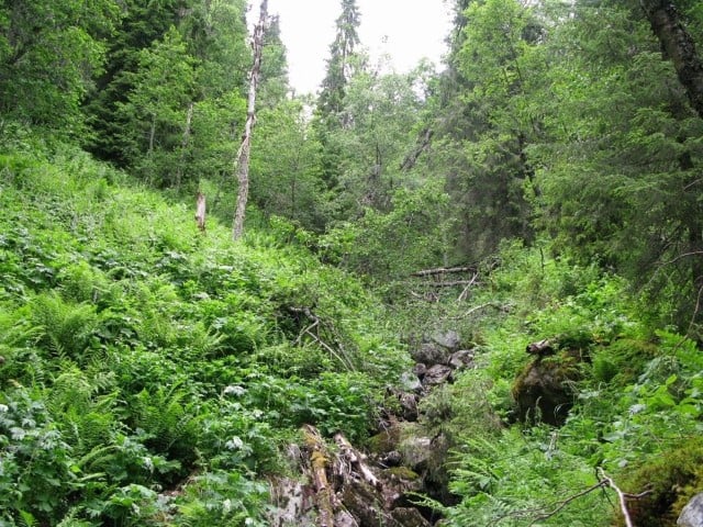 Oppsaljuvet: Frodig høstaudeskog. Foto Stefan Olberg