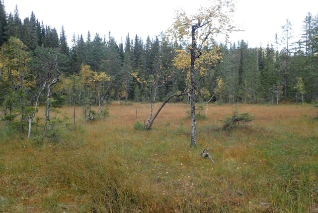Storås: Rik myr  