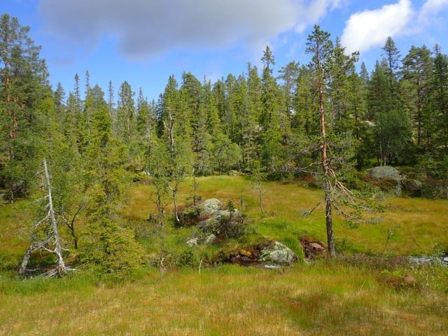 Rupefjell og Selslinatten naturreservat:  Eldre skog langs toppområdet. Foto:  Sigve Reiso