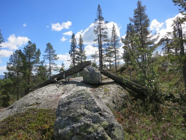 Skirvedalen naturreservat:  Stedvis finnes det noe død ved av furu. Foto: Øivind Gammelmo