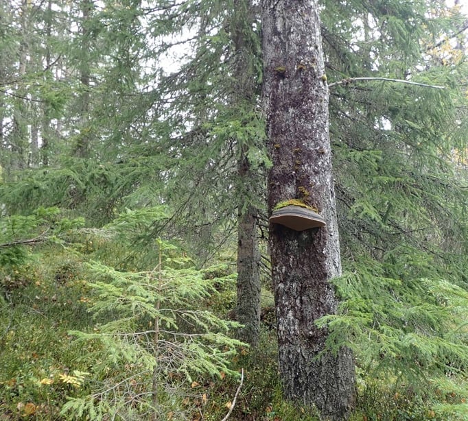 Nesfjellet: Stor ospeildkjuke i Skotmyrane aust. 