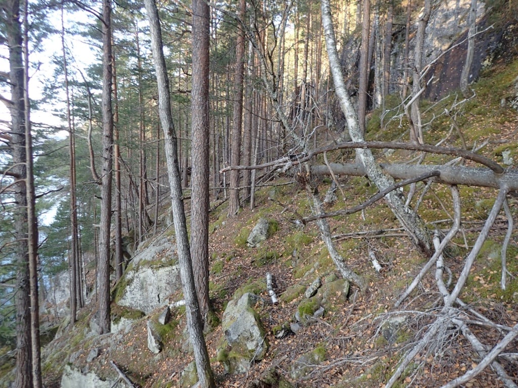 Urdalen: Skrenter med tett furuskog.  Foto: Sigve Reiso