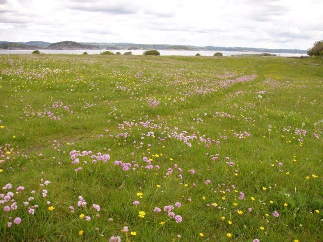 Blomsterenger er ofte artsrike og viktig matkilde for mange arter av insekter. Foto: Statsforvalteren i Vestfold og Telemark. 