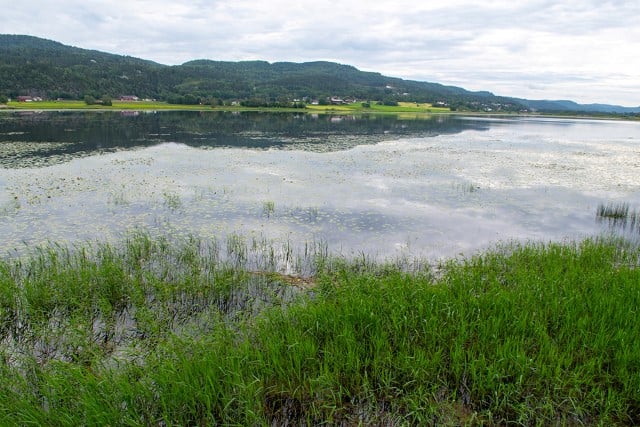 Børsesjø naturreservat i Skien er et av fylkets viktigste våtmarksområder med et yrende fugleliv.