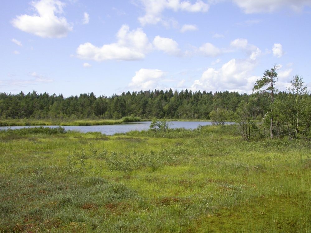 Adalstjern naturreservat.