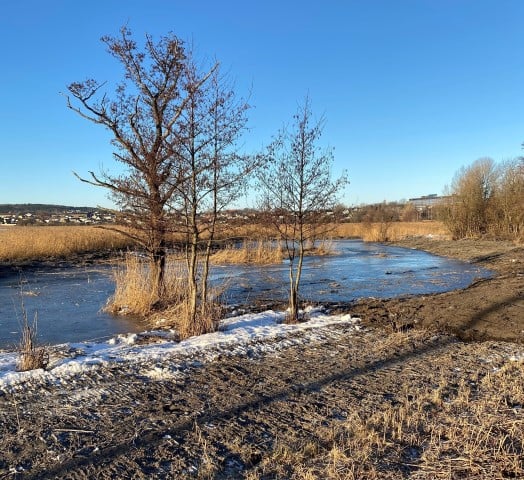 Presterødkilen naturreservat: Gjenåpnet dam. Foto: Statsforvalteren i Vestfold og Telemark