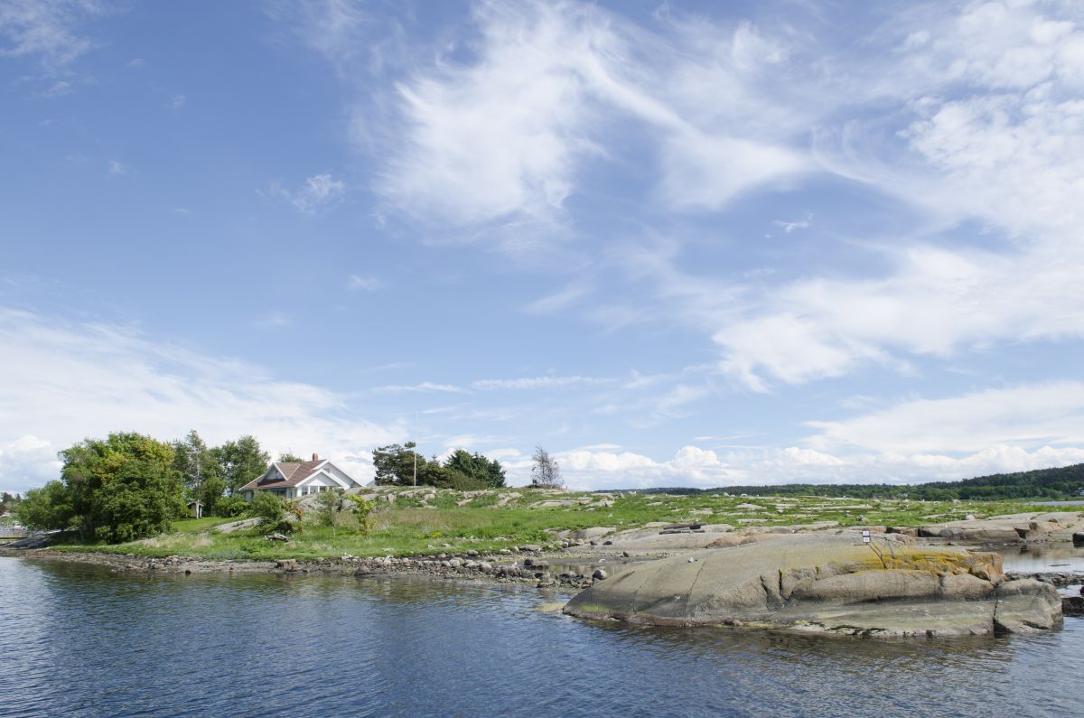 På den sydlige delen av Bjønnesholmen er det tett i tett med måkefugl på reir.