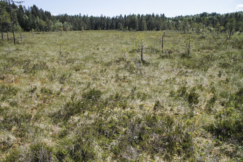 Breimyr er en nedbørsmyr og får sin næring tilført med regnvannet.